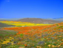 By Thomas - originally posted to Flickr as Antelope Valley Poppy Preserve, CC BY 2.0, https://commons.wikimedia.org/w/index.php?curid=9709274
