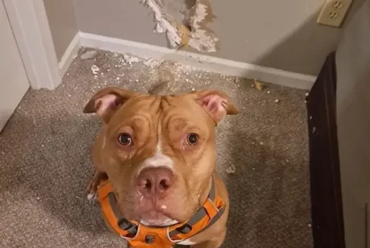 hes-flooded-the-house-twice-by-busting-toilet-pipes-he-ate-v0-u9dd65ajryhb1